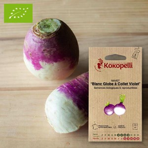 Navet blanc globe à collet violet- grain
