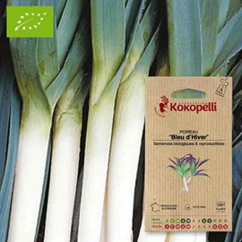 Poireau bleu d'hiver- graines bio à seme