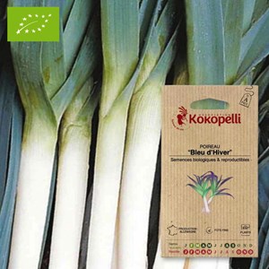 Poireau bleu d'hiver- graines bio à seme