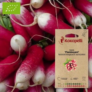Radis flamboyant- graines bio à semer
