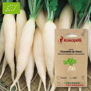 Radis chandelle de glace- graines bio à
