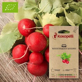 Radis de tous les mois rudi- graines bio