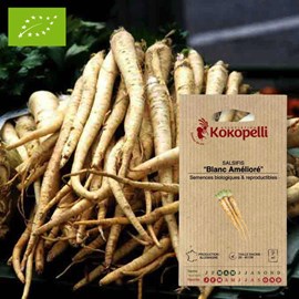 Salsifis blanc amélioré- graines bio à s