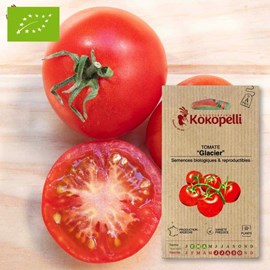 Tomate glacier- graines bio à semer