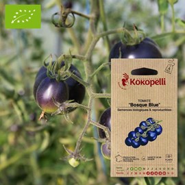Tomate bosque blue- graines bio à semer