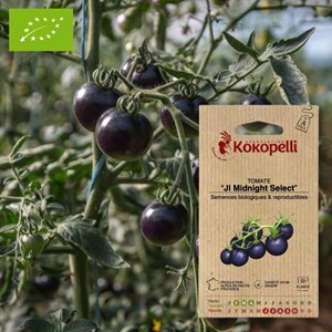 Tomate jl midnight select- graines bio à