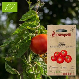 Tomate rouge aurora- graines bio à semer