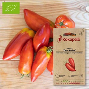 Tomate des andes- graines bio à semer