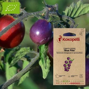 Tomate-cerise blue pitts- graines bio à