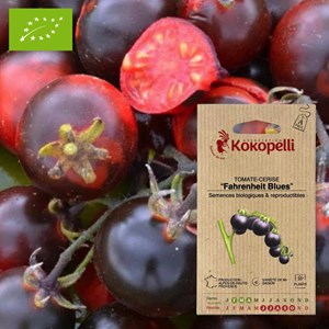 Tomate-cerise fahrenheit blues- graines