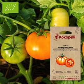 Tomate orange queen- graines bio à semer