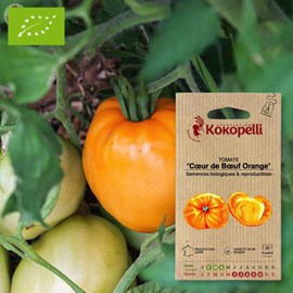 Tomate cœur de bœuf orange- graines bio