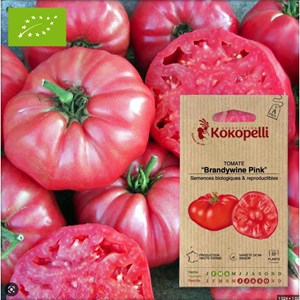 Tomate brandywine pink- graines bio à se