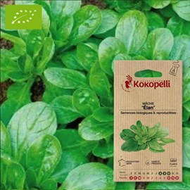 Mâche verte élan- graines bio à semer