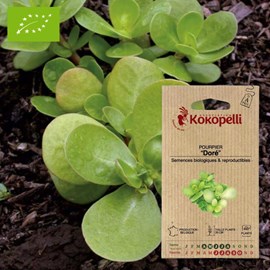 Pourpier doré- graines bio à semer