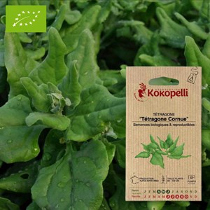 Tétragone tétragone cornue- graines bio