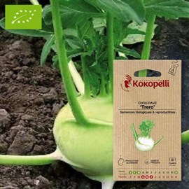 Chou rave trero- graines bio à semer