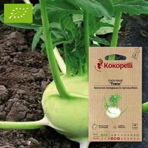 Chou rave trero- graines bio à semer