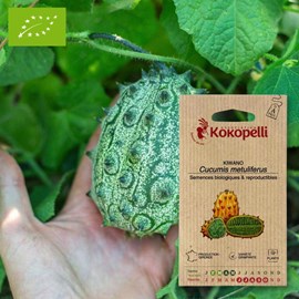 Kiwano concombre cornu d'afrique- graine