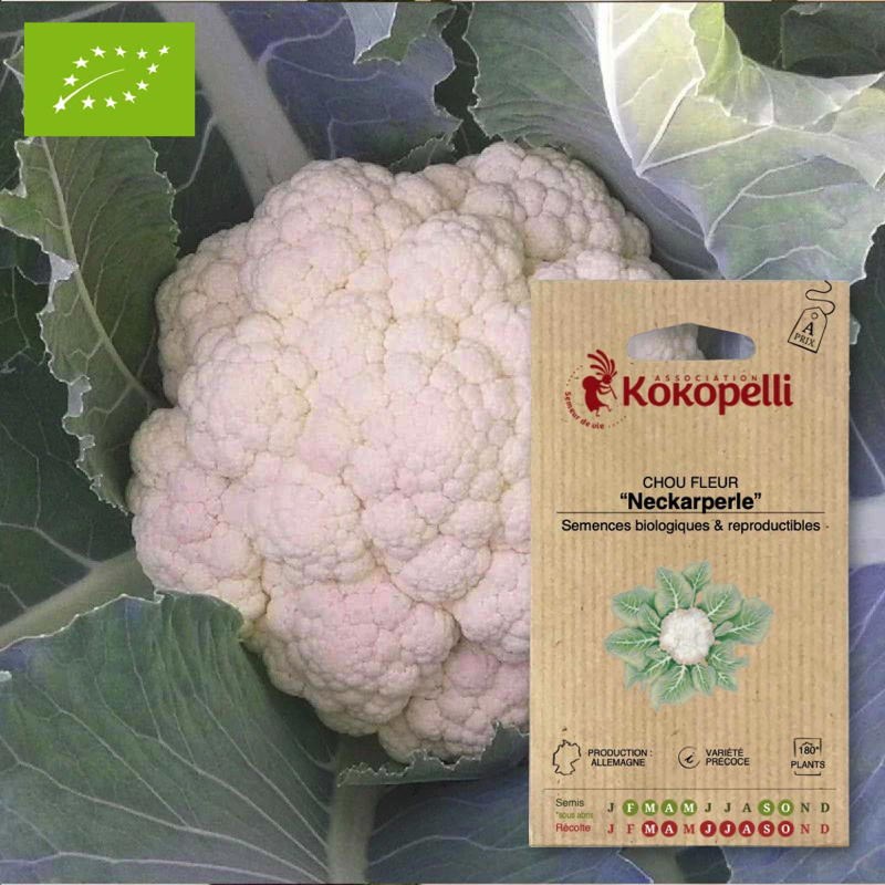 Chou fleur neckarperle- graines bio à se