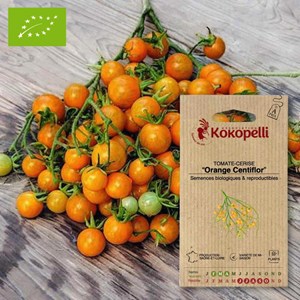Tomate-cerise orange centiflor- graines