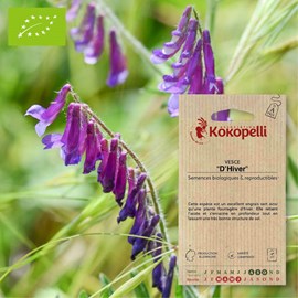 Vesce vesce d'hiver- graines bio à semer