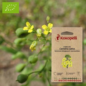 Cameline caméline cultivée- graines bio