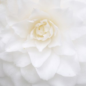 Diffuseur de parfum camélia blanc