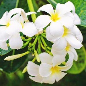 Diffuseur de parfum fleur de monoï