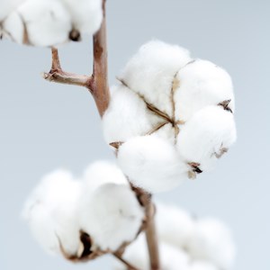 Bougie parfumée fleur de coton