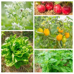 Assortiment de graines un potager pour b