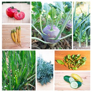 Assortiment de graines potager en climat