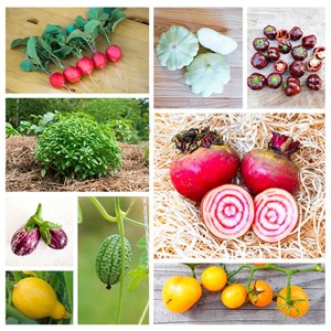 Assortiment de graines mini légumes