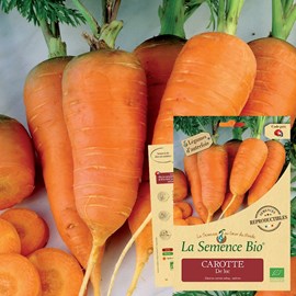 Carotte de luc - graines bio