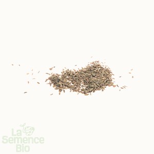 Carotte de luc - graines bio