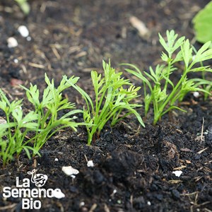 Carotte de luc - graines bio