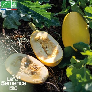 Courge spaghetti végétal - graines bio