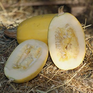 Courge spaghetti végétal - graines bio