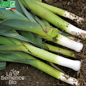 Poireau monstrueux de carentan - graines