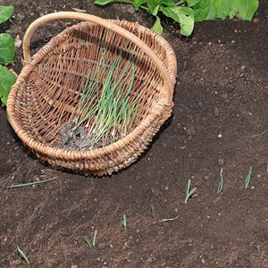 Poireau monstrueux de carentan - graines