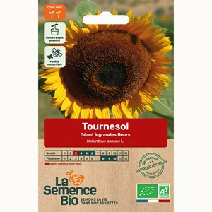 Tournesol géant à grandes fleurs - gra