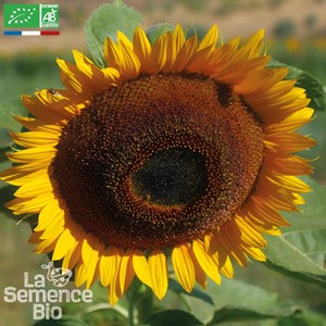 Tournesol géant à grandes fleurs - gra