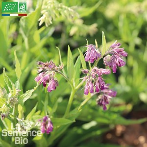Consoude officinale - graines bio