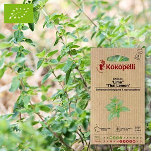 Basilic lime &nbsp; thai lemon- graines bio à