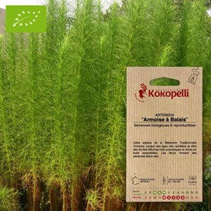 Artemisia armoise à balais- graines bio
