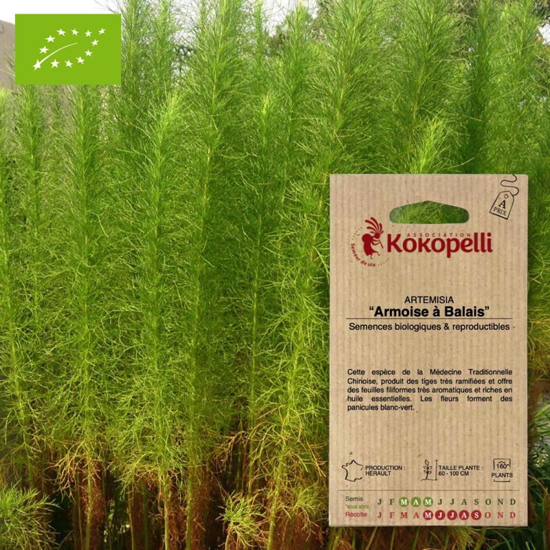 Artemisia armoise à balais- graines bio