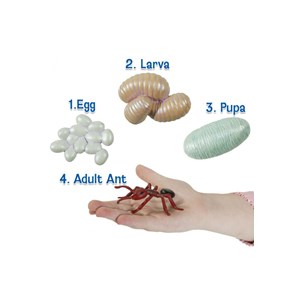 Figurines métamorphose fourmis