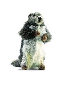 Peluche anima marmotte 25 cm