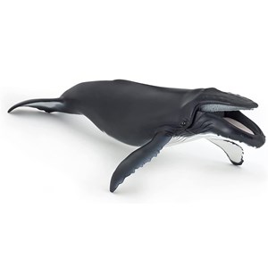 Baleine à bosse