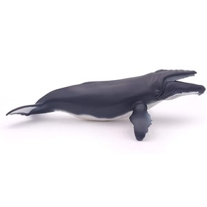 Baleine à bosse